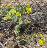 Bupleurum subovatum