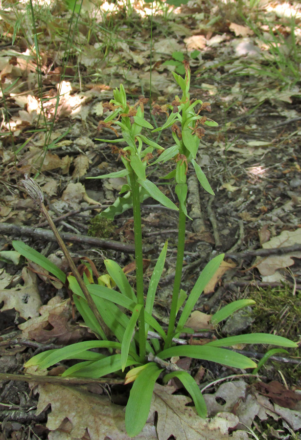 Image of Dactylorhiza romana specimen.