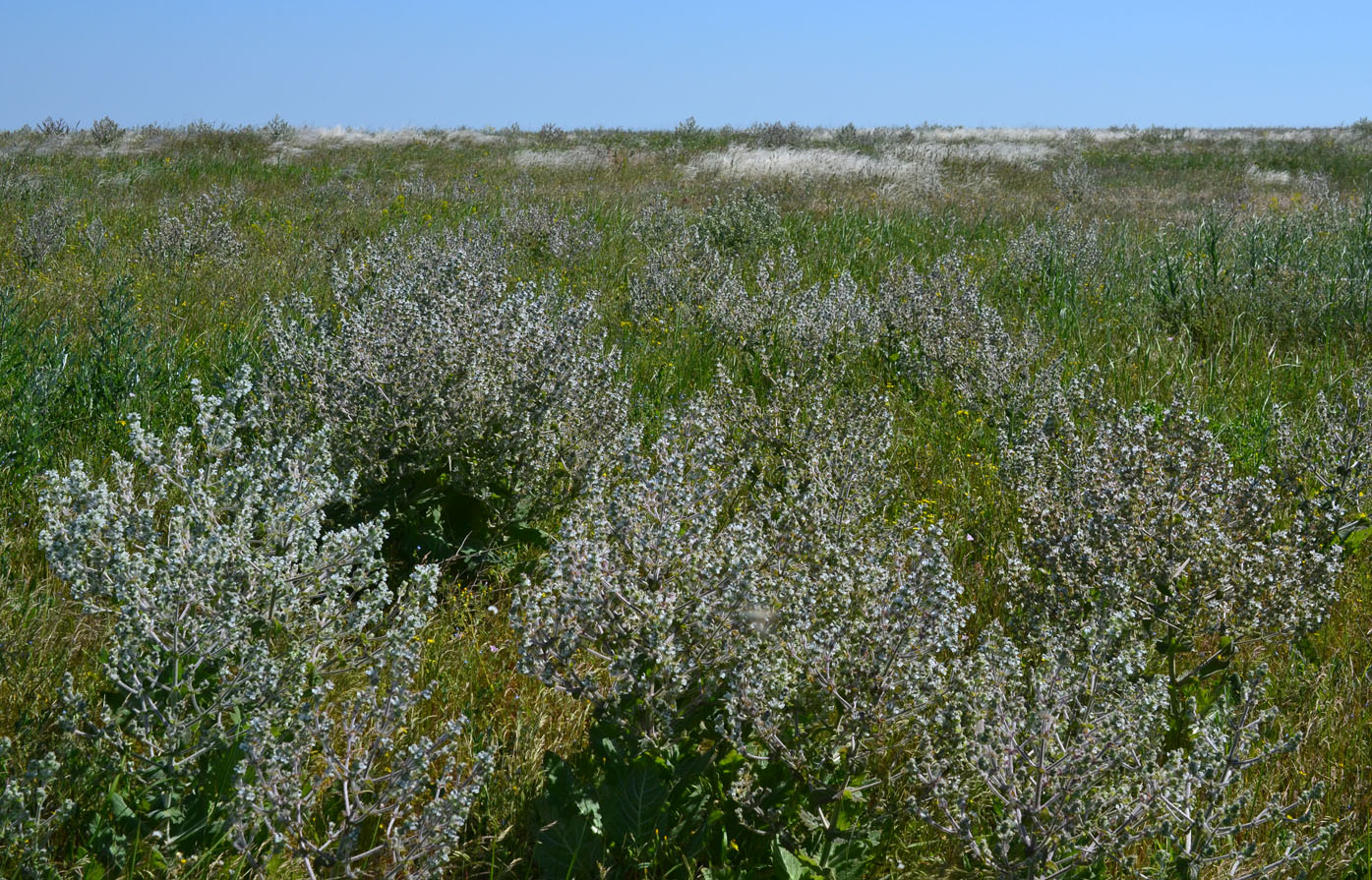 Лечебные травы степного Крыма
