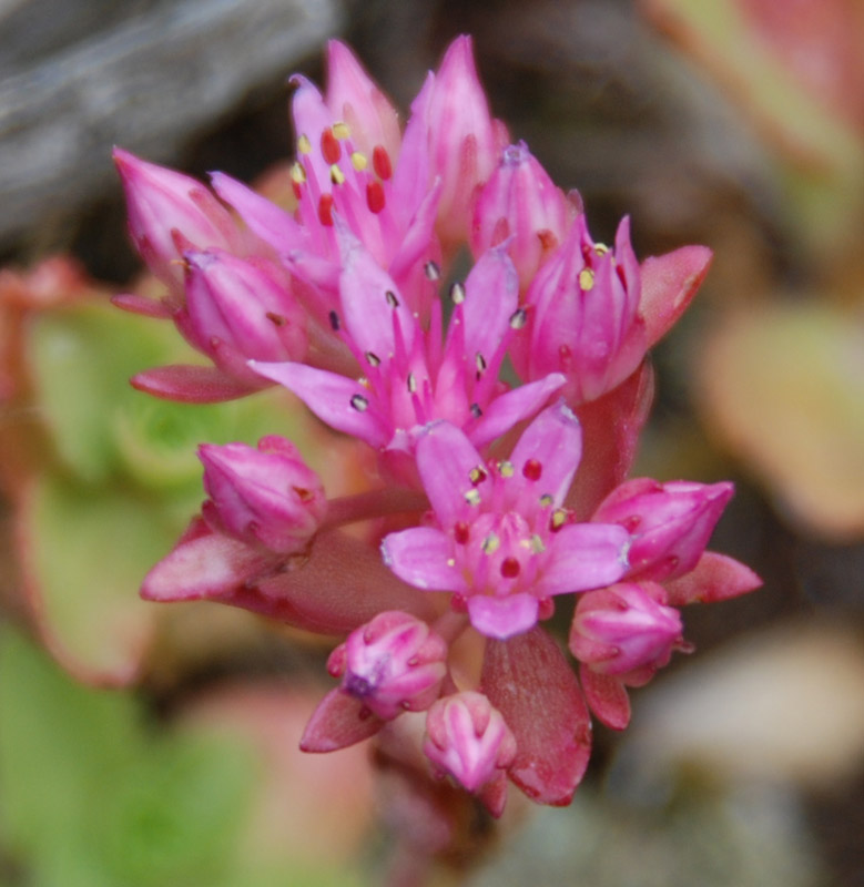 Image of Sedum spurium specimen.