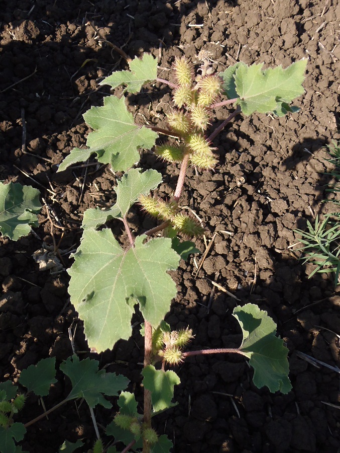 Image of Xanthium orientale specimen.