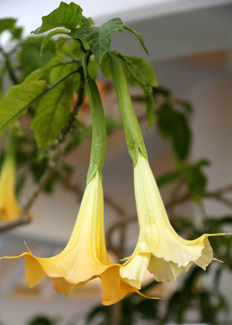 Изображение особи Brugmansia aurea.