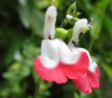 Salvia coccinea