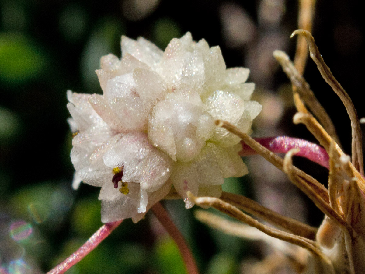 Image of Cuscuta planiflora specimen.