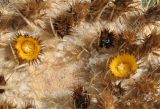 Echinocactus grusonii