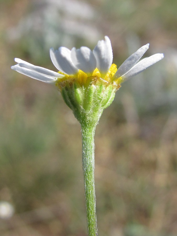 Изображение особи Anthemis ruthenica.