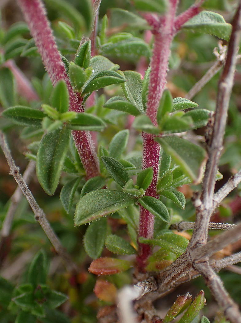 Image of Thymus comptus specimen.