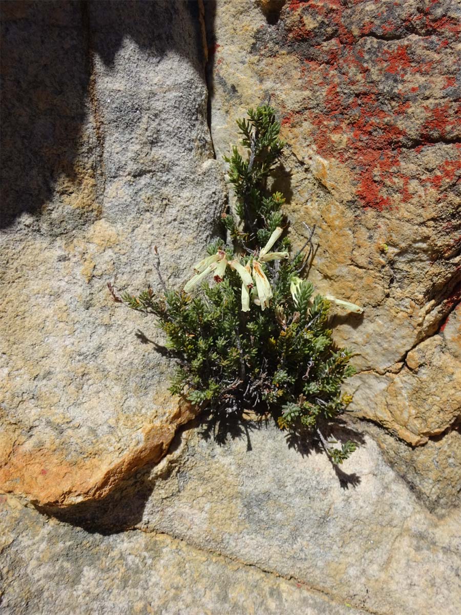 Image of Erica maximiliani specimen.