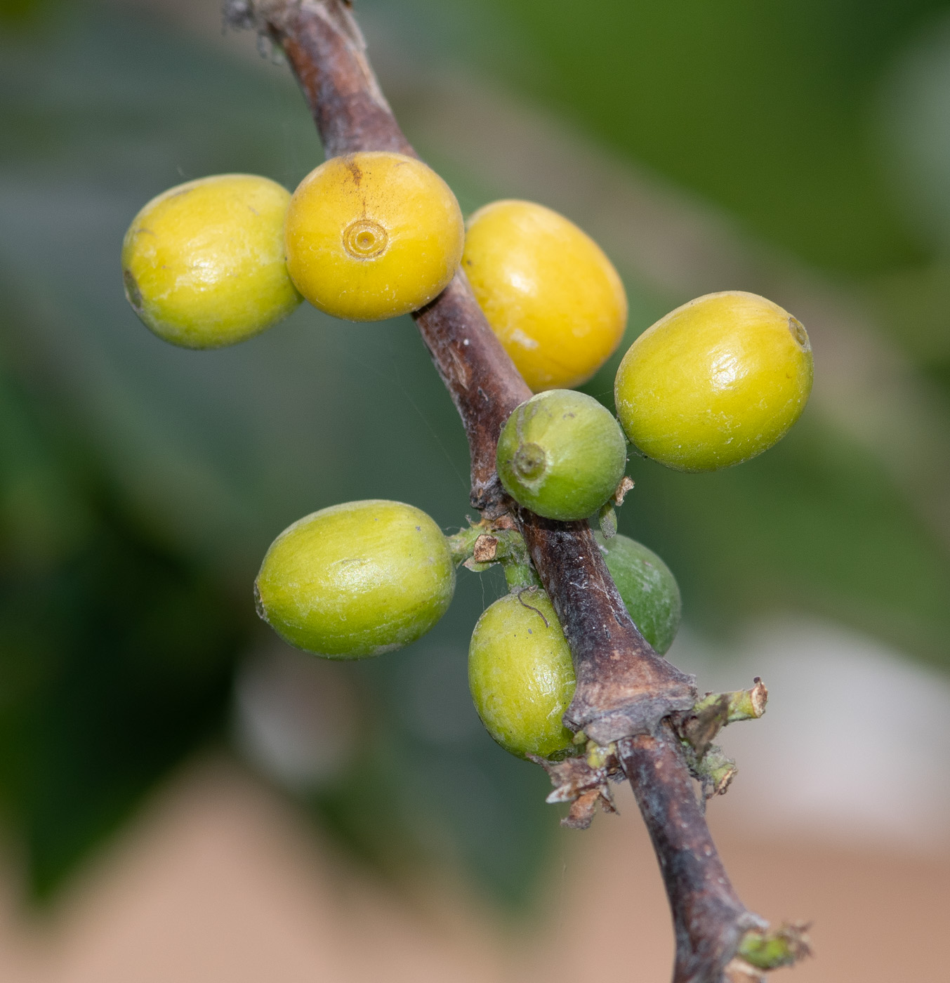 Image of Coffea arabica specimen.