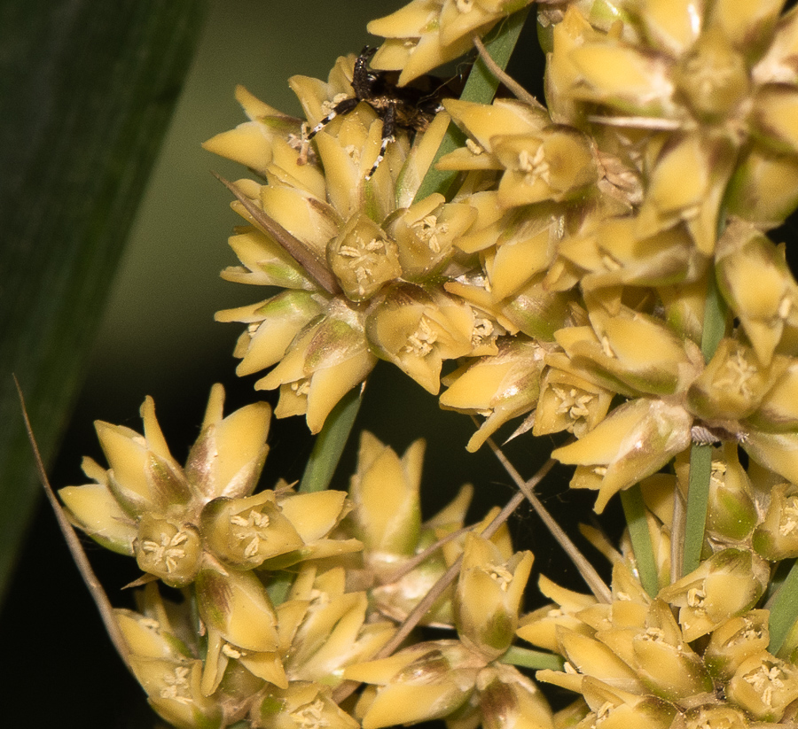 Image of Lomandra longifolia specimen.