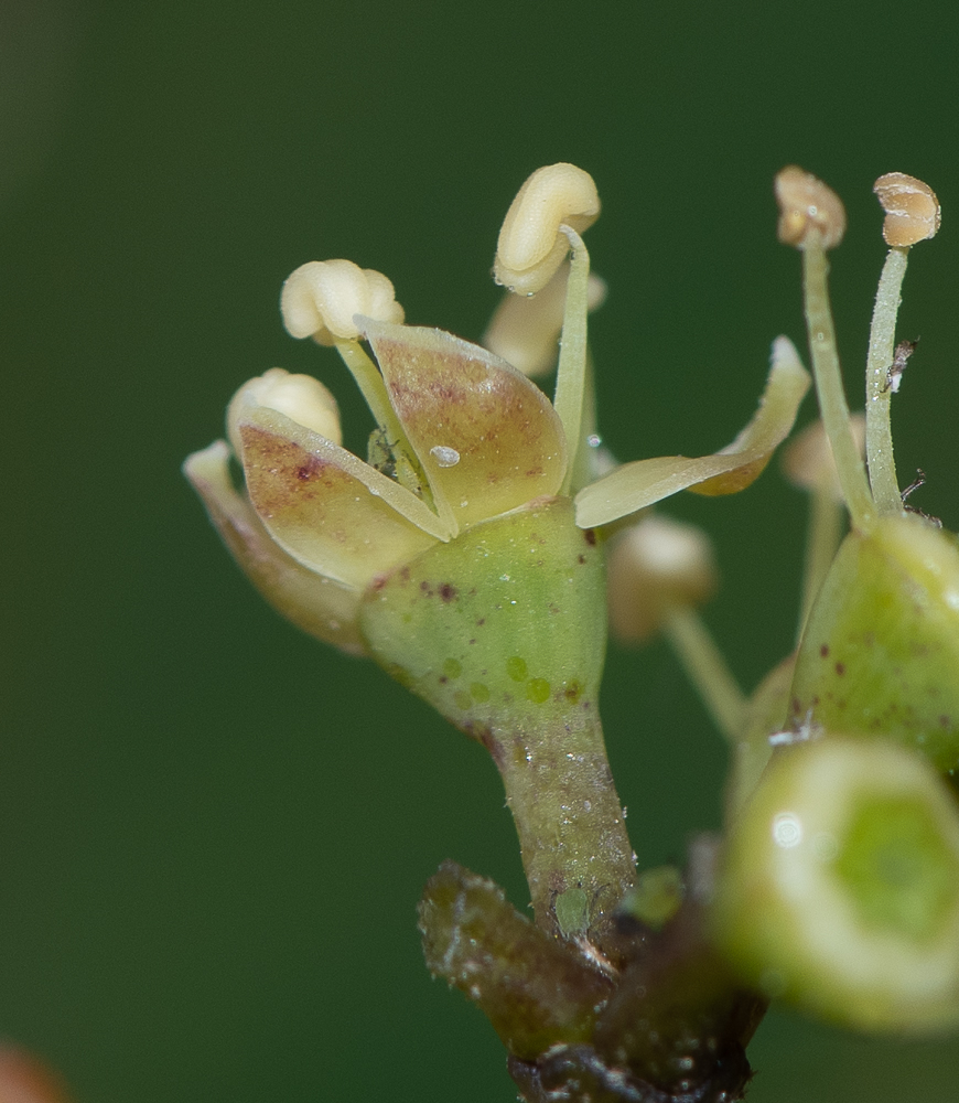 Image of Heptapleurum arboricola specimen.