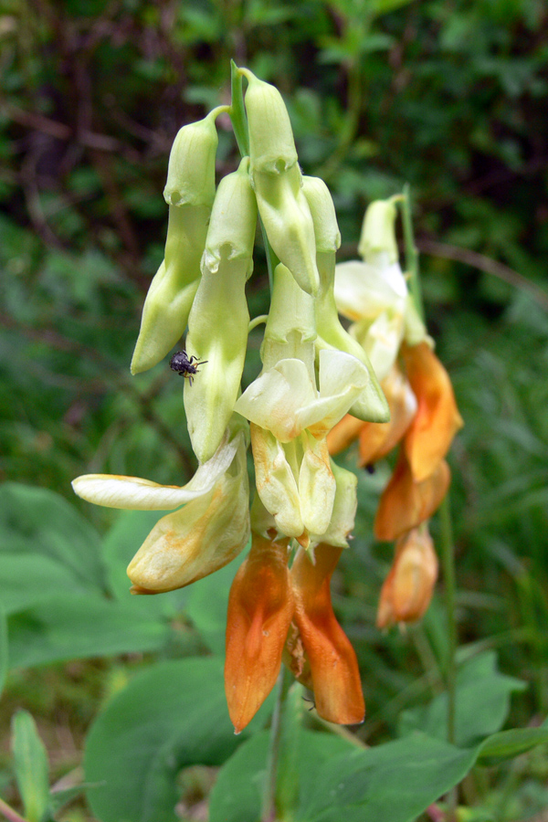 Image of Lathyrus gmelinii specimen.