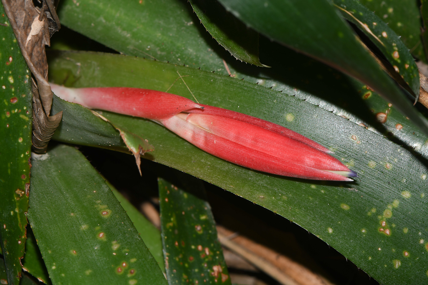 Image of Billbergia lietzei specimen.