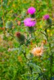 View full-size image Cirsium vulgare