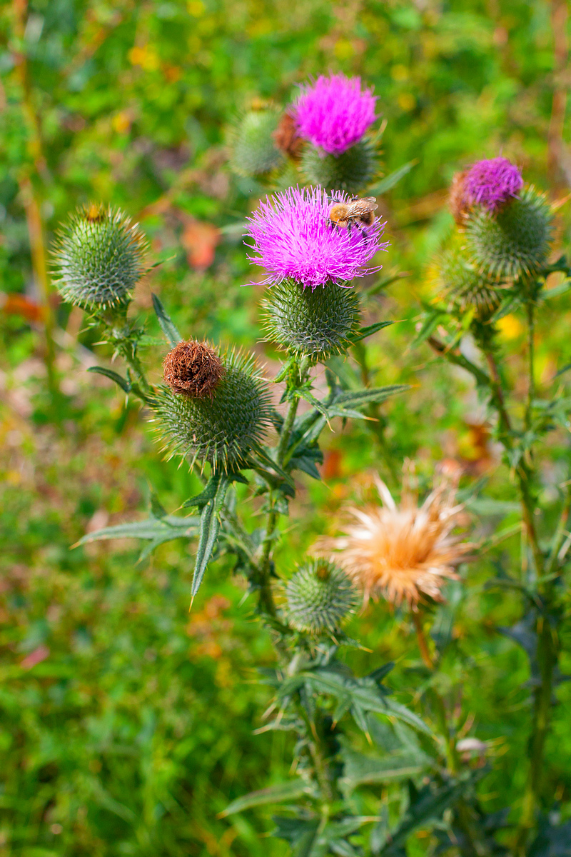 Изображение особи Cirsium vulgare.