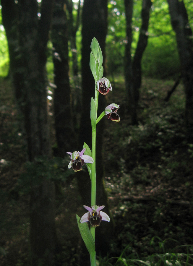 Image of Ophrys oestrifera specimen.