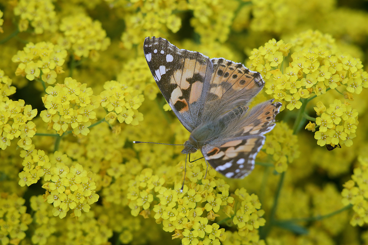 Image of Aurinia saxatilis specimen.