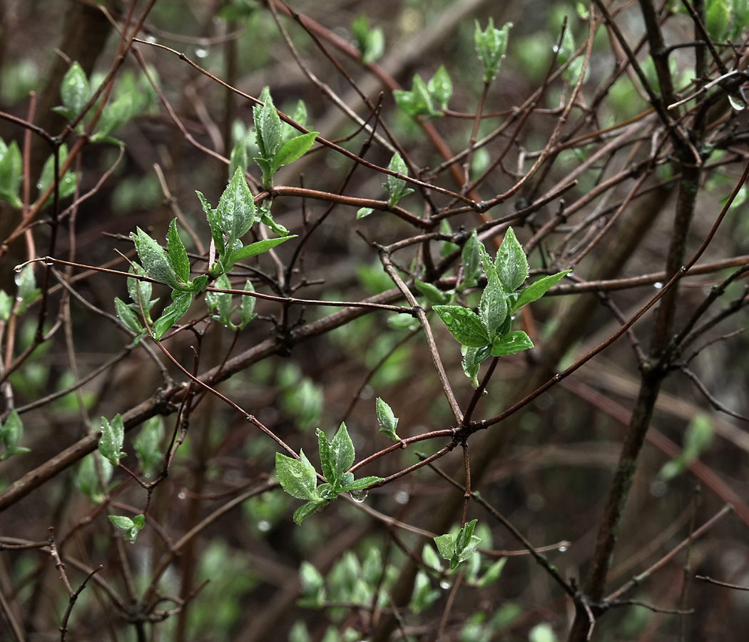 Image of Philadelphus pubescens specimen.