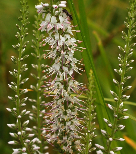 Image of Veronica daurica specimen.