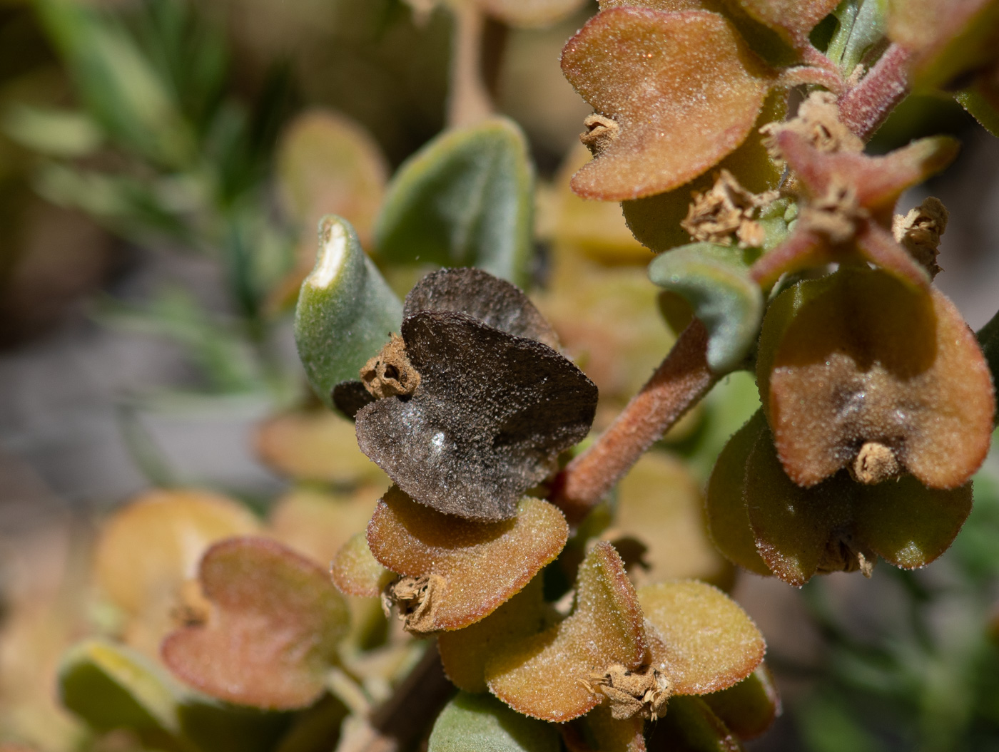 Image of Tetragonia decumbens specimen.