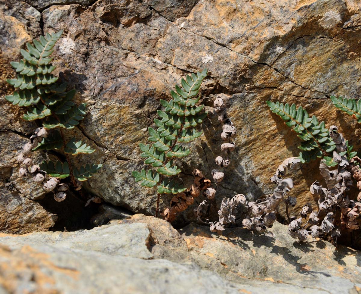 Image of Paragymnopteris marantae specimen.