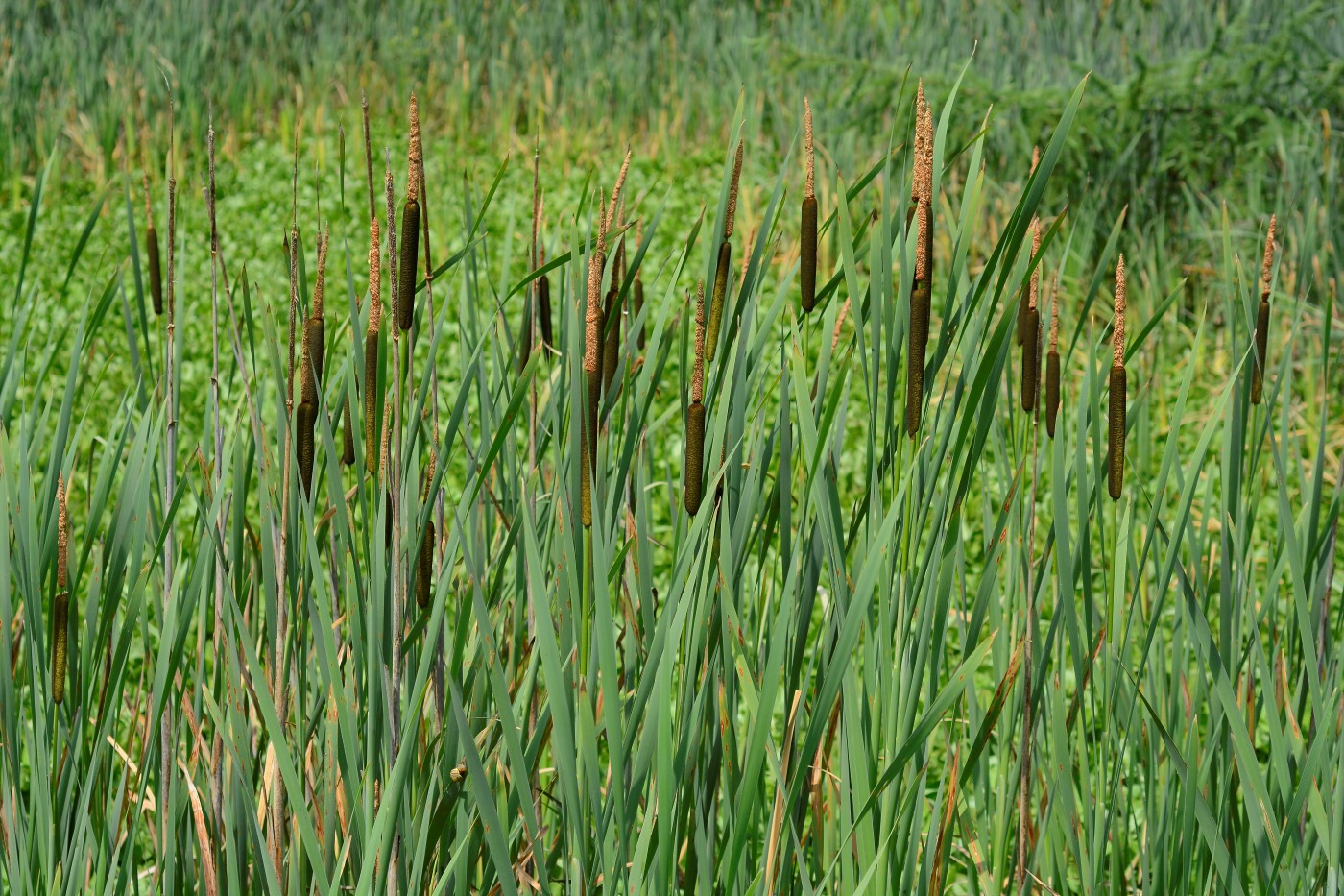 Изображение особи Typha latifolia.