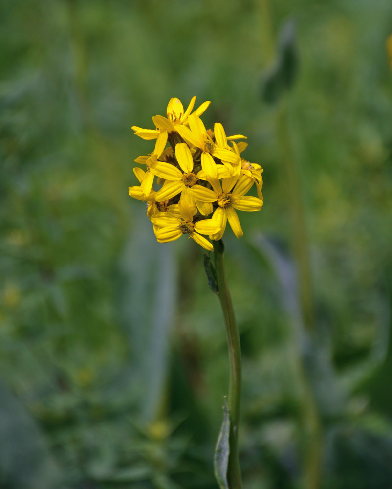 Image of Ligularia altaica specimen.