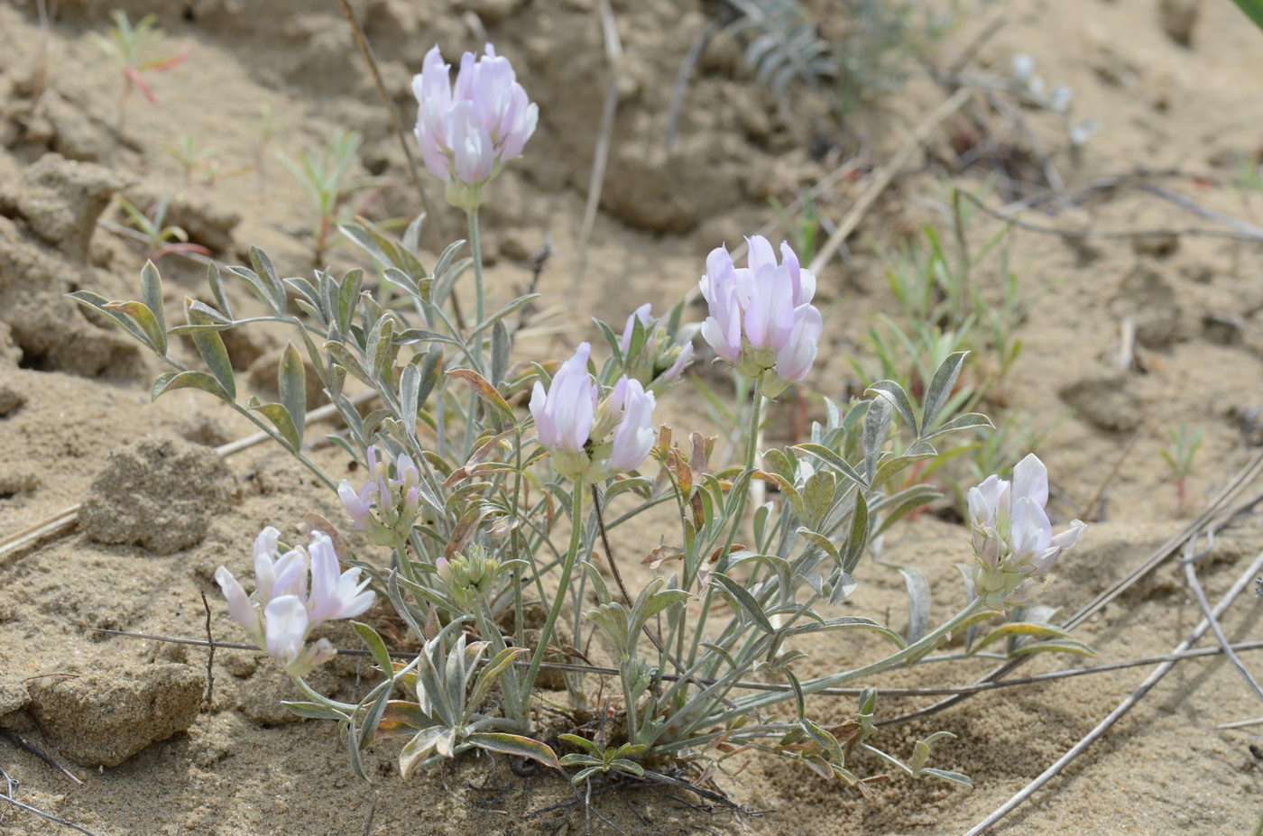 Image of Astragalus sabuletorum specimen.