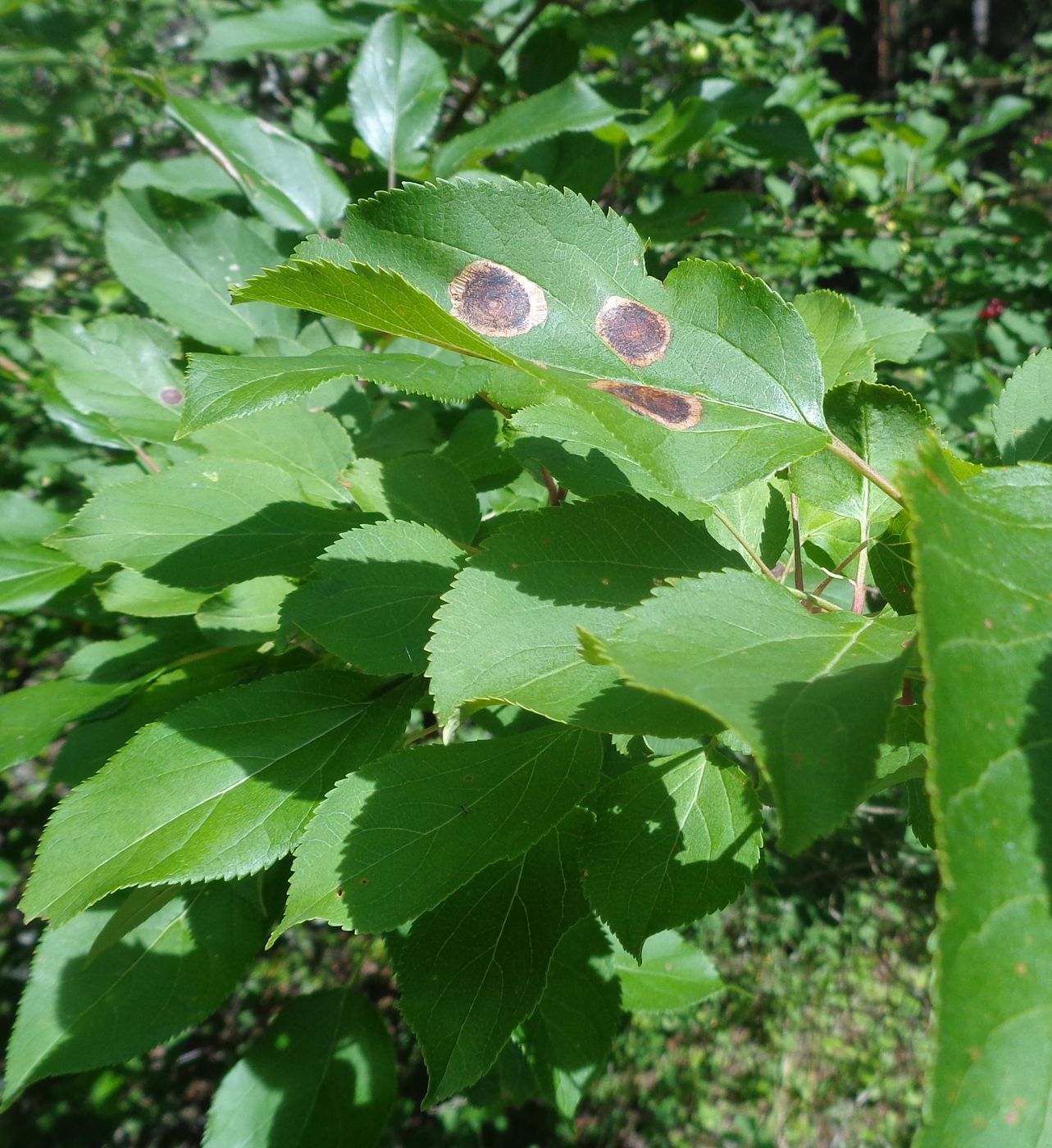 Изображение особи Malus domestica.