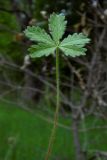 Potentilla caucasica. Нижний лист (верхняя сторона). Республика Адыгея, г. Майкоп, южная окраина, между р. Белая и северной оконечностью водораздельного хребта Нагиеж-Уашх, луговая низина. 02.05.2020.