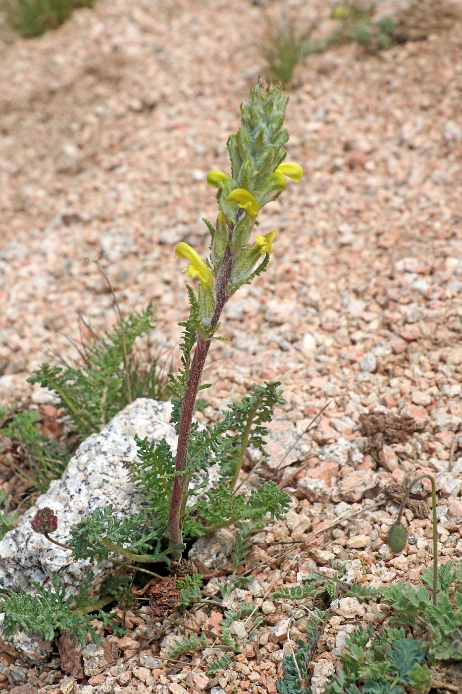 Изображение особи Pedicularis talassica.