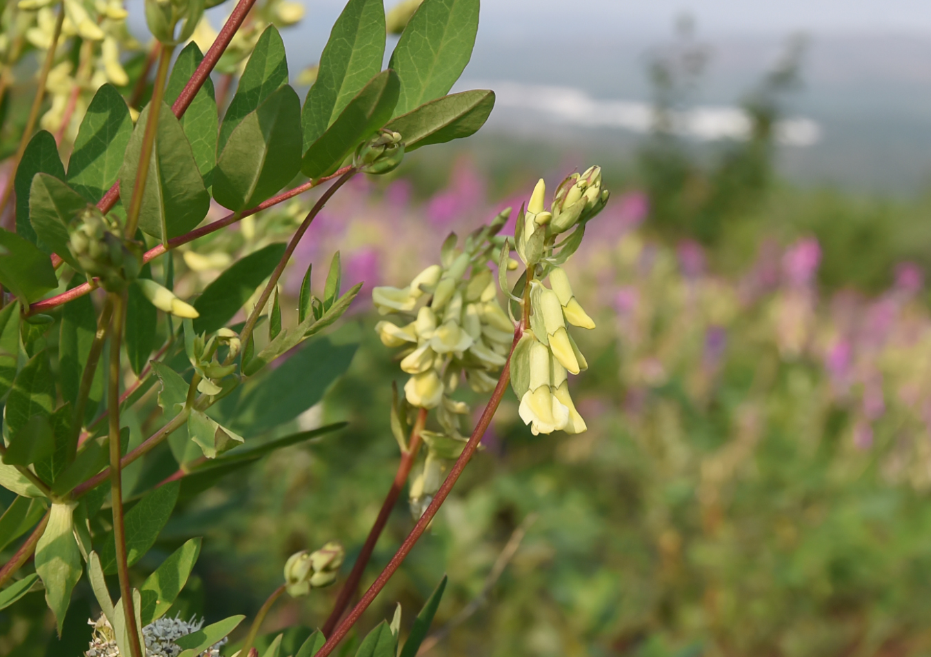 Image of Astragalus secundus specimen.