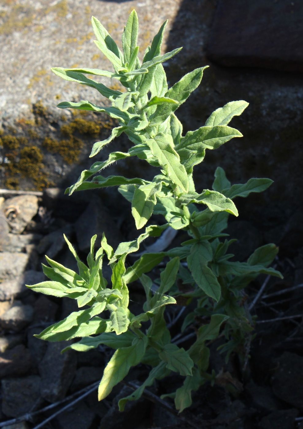 Image of Argusia sibirica specimen.