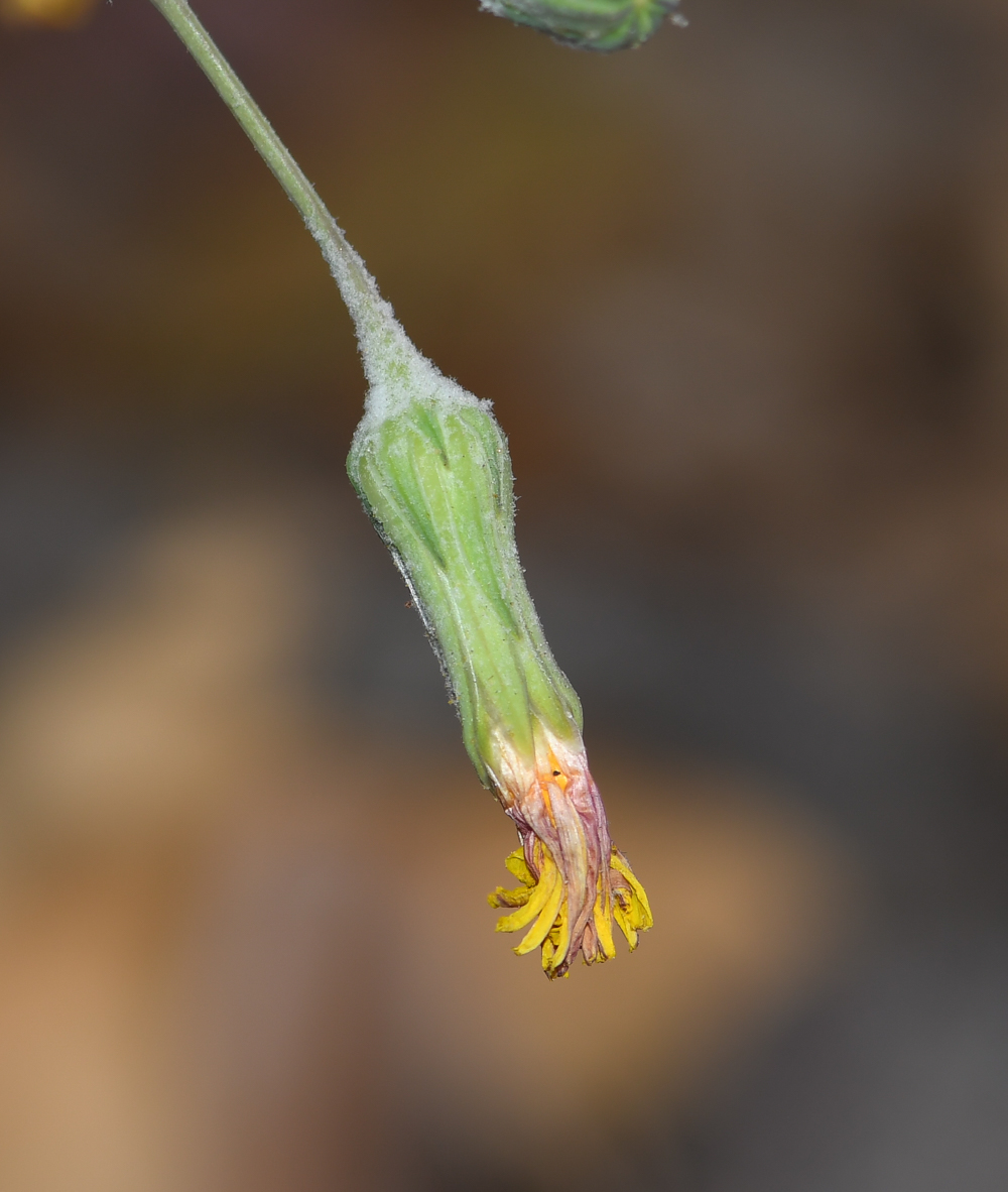 Изображение особи Sonchus tenerrimus.