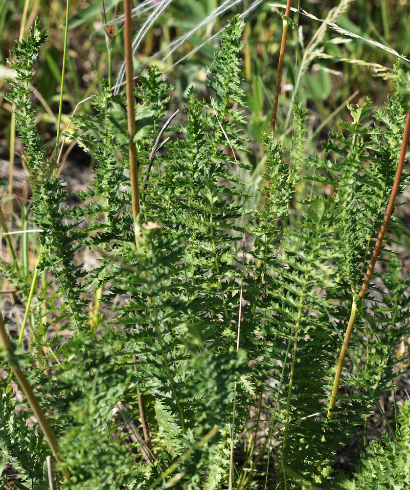 Изображение особи Filipendula vulgaris.