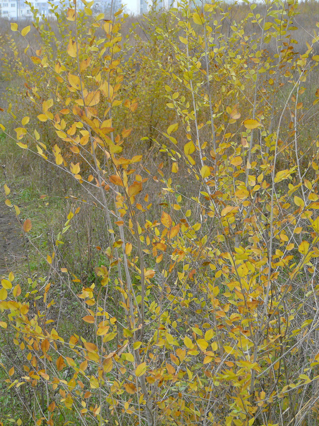 Image of Ulmus pumila specimen.