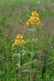 Lysimachia vulgaris. Верхушки цветущего растения. Тульская обл., окр. пос. Дубна, ур. Веенка, суходольный луг. 19.06.2010.