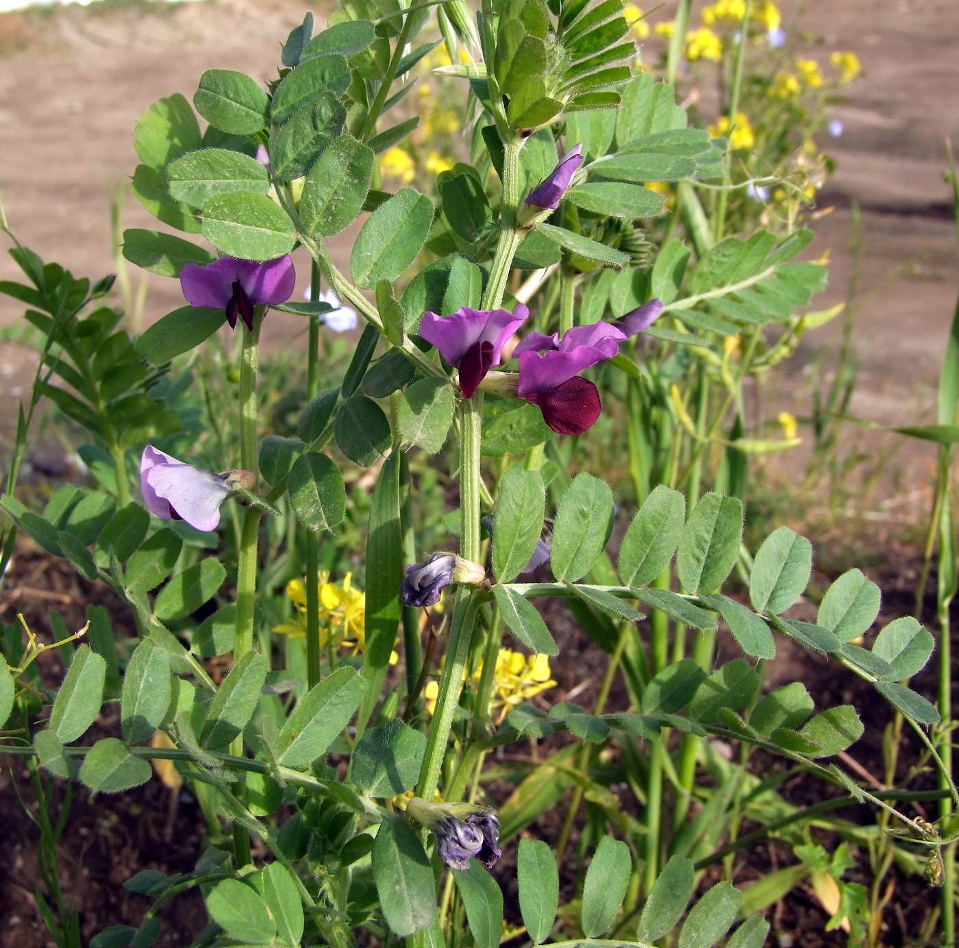 Image of Vicia sativa specimen.