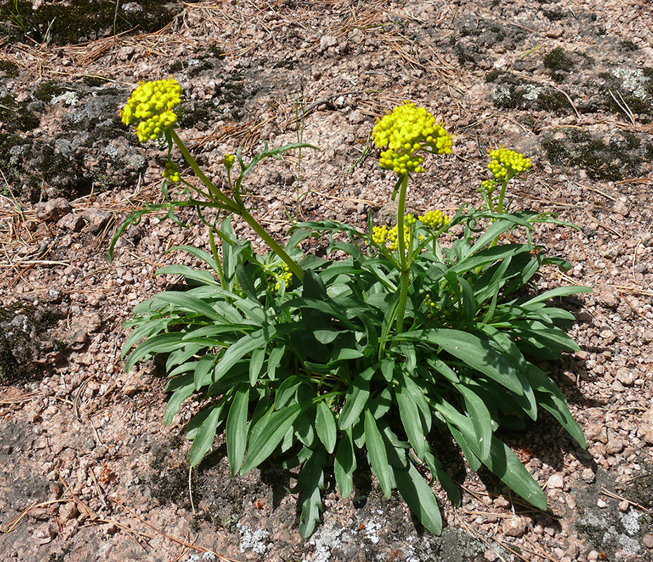 Изображение особи Patrinia sibirica.