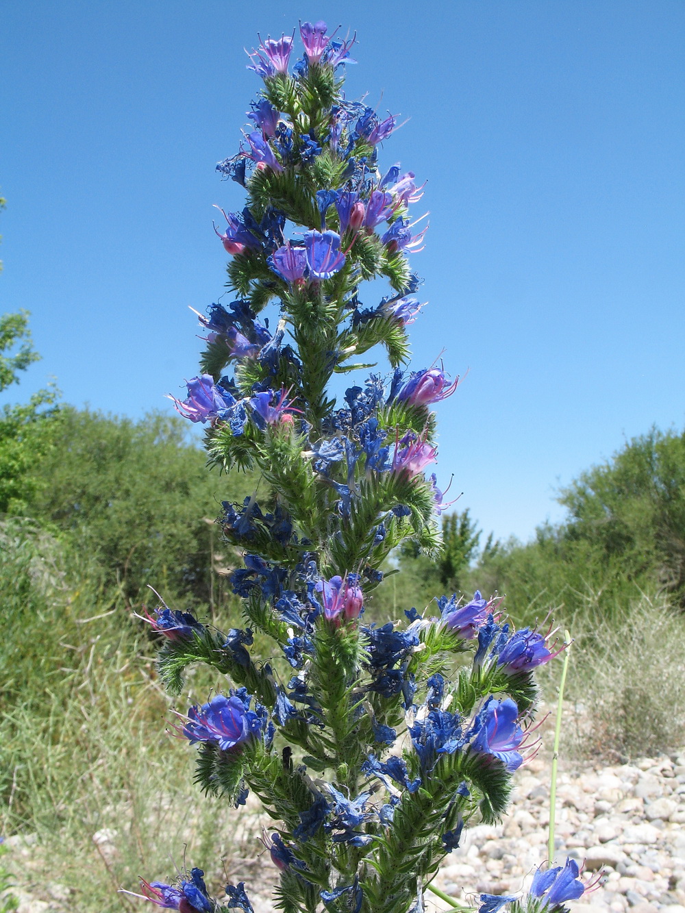 Изображение особи Echium vulgare.