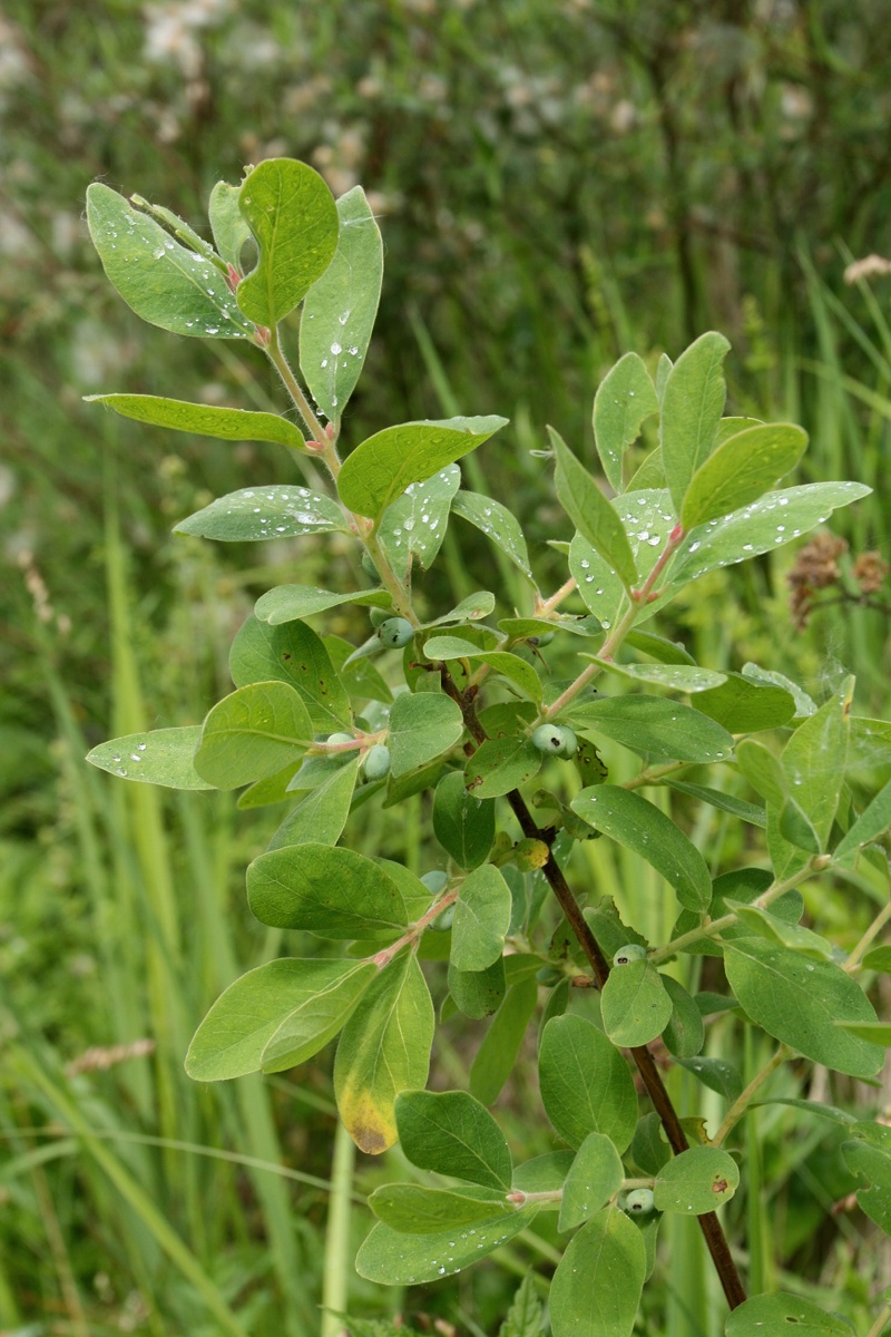 Image of Lonicera baltica specimen.