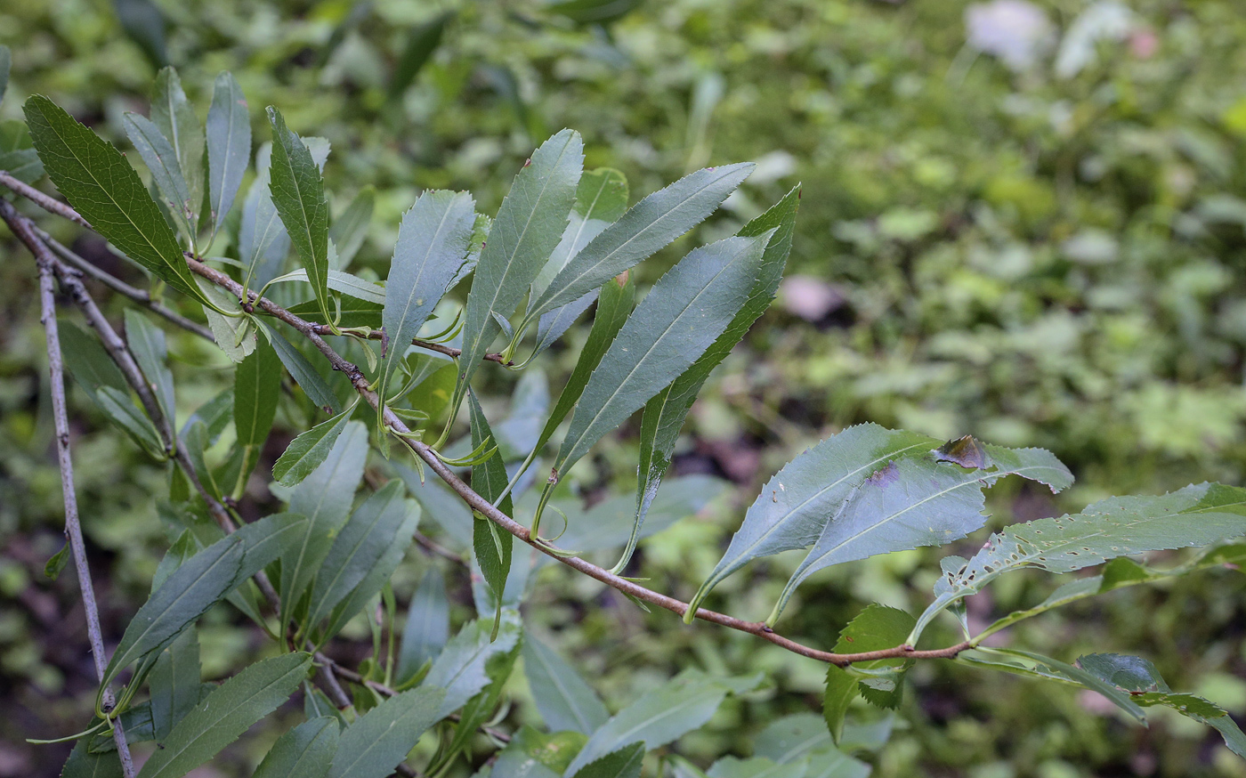 Изображение особи Amygdalus georgica.