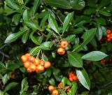 Pyracantha coccinea