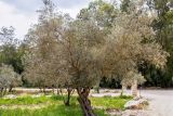 Olea europaea. Плодоносящие растения. Израиль, лес Бен-Шемен. 20.04.2019.