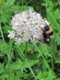 Valeriana capitata