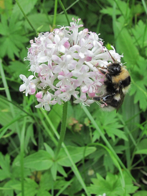 Image of Valeriana capitata specimen.