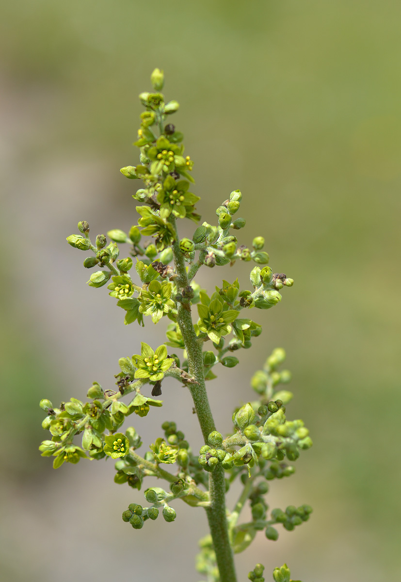 Image of Veratrum lobelianum specimen.