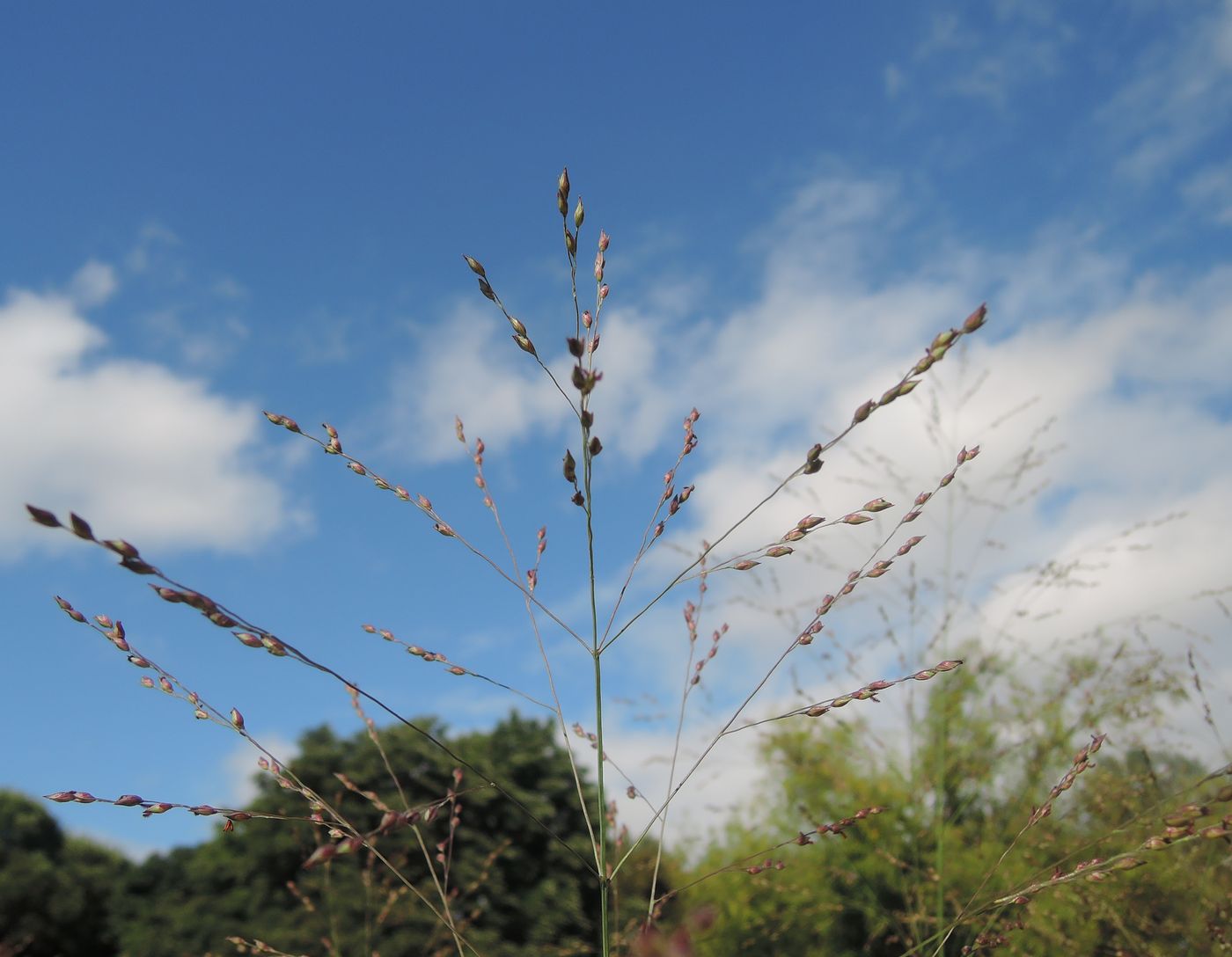 Изображение особи Panicum virgatum.