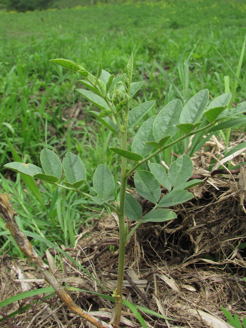 Изображение особи Glycyrrhiza glabra.