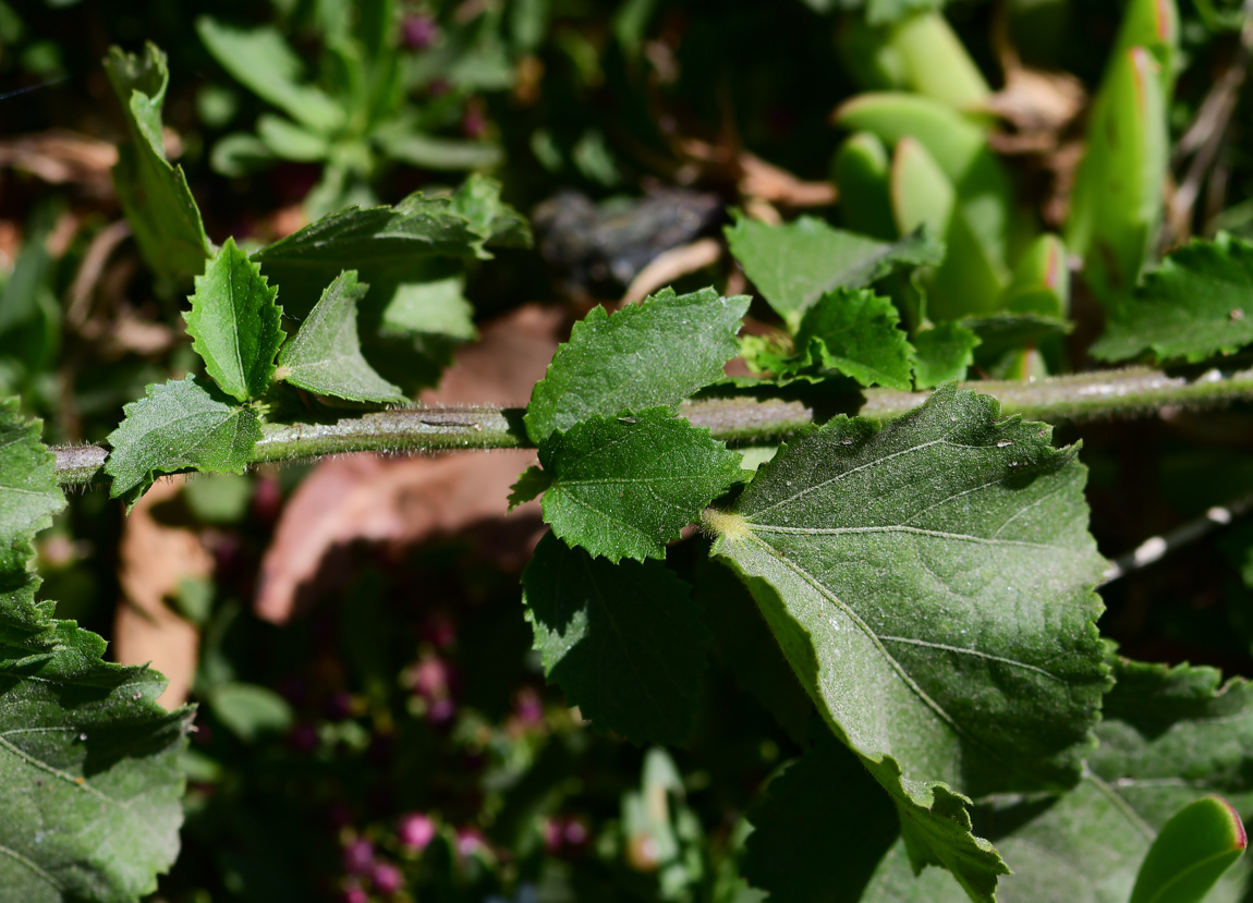 Изображение особи Hibiscus panduriformis.